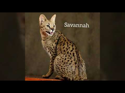 Wideo: Łaciate Koty: Lista Ras Dzikich I Domowych Kotów, Zdjęcia, Recenzje Właścicieli