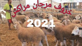 خروف عيد الاضحى 2021 اللهم بارك من مرجان مراكش