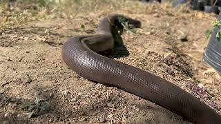 Red Sand Boa Snake, Red sand boa snake, Do muh wala saap (दो मुँह वाला सांप), Domuhi (दोमुँही )