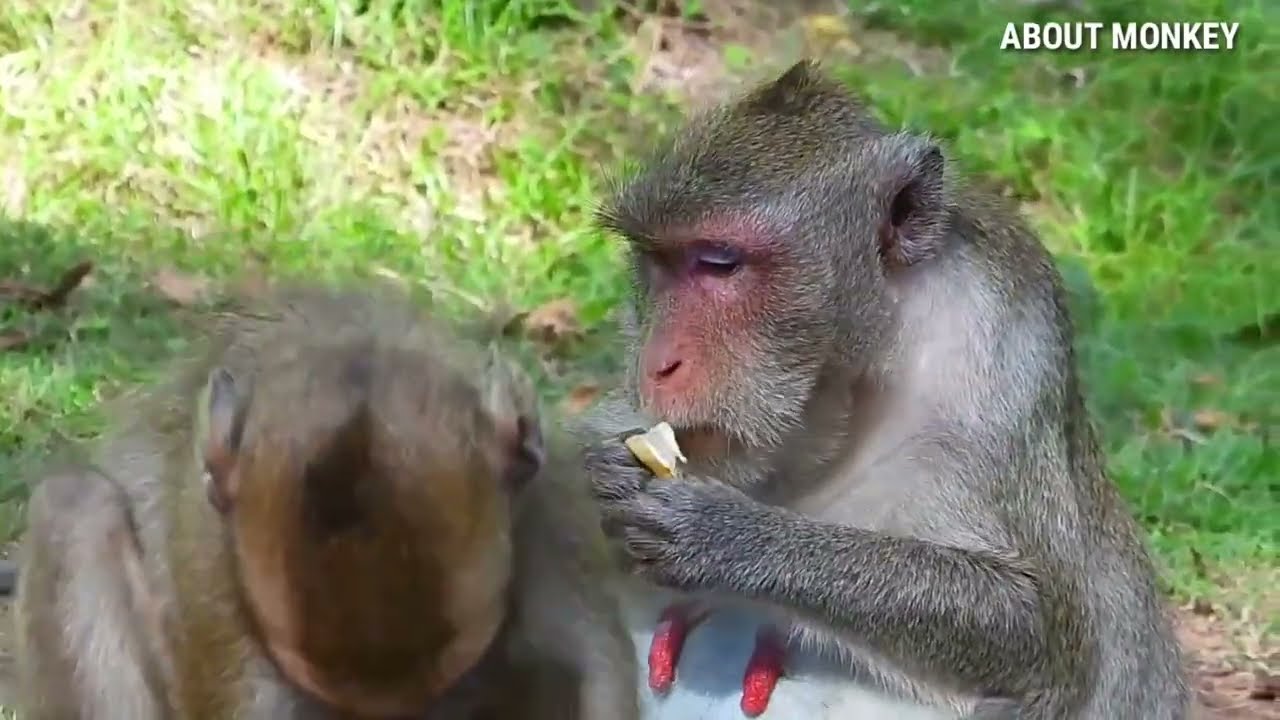 Look So Good Monkey Jane Family Take Care All Babies,Janna And Sister Janet Always Close To Mom Jane