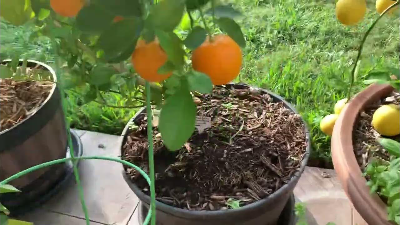 Backyard Citrus Update (Nov 19, 2023) 3 weeks until lemon harvest