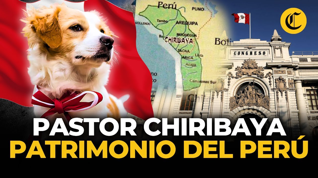 Pastor Chiribaya: el perro ancestral del sur del Perú reconocido como patrimonio | El Comercio