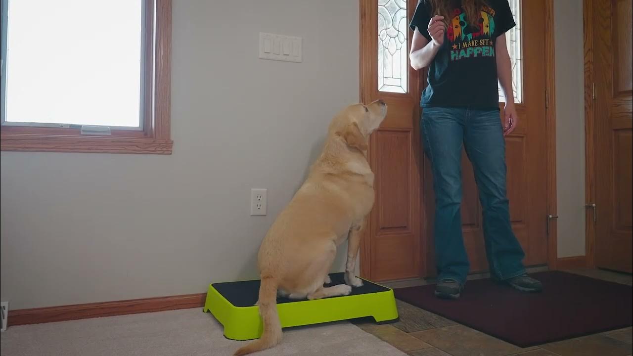 HUNTMARK Dog Training Place Board Training Explained YouTube