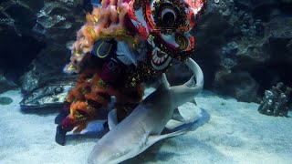 Malaysia: Tarian singa bawah laut untuk Tahun Baru Imlek