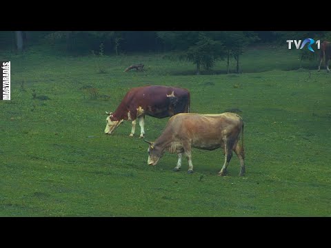 MAGYARADÁS / Fejőstehén