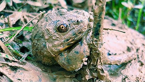 Ốc Bưu Vàng Loại Mồi Cắm Câu Ếch Rất Nhạy Frog fishing in the mountain trap area