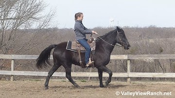 Cleo - SOLID black sweet mare smooth gaiting around! - ValleyViewRanch.net