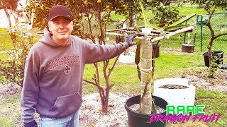 How to make a CONCRETE DRAGON FRUIT TRELLIS ( STEP by STEP ) / My PERSONAL DESIGN / NEW and IMPROVED