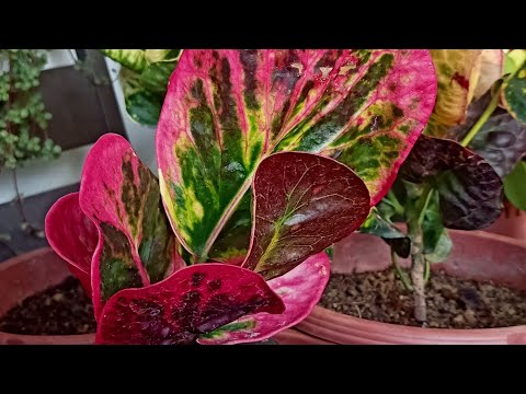 Video: Arten Und Sorten Von Codiaum (Croton) (39 Fotos): Namen Und Beschreibungen Von Pflanzensorten