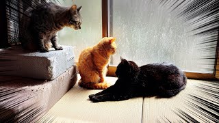 神だった頃の夢を見ている猫 A Cat Dreaming of When He Was a God