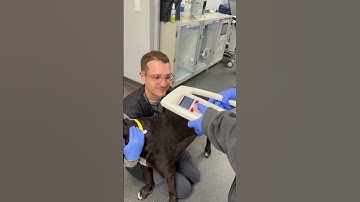 Skill #24 | Using a Microchip Scanner