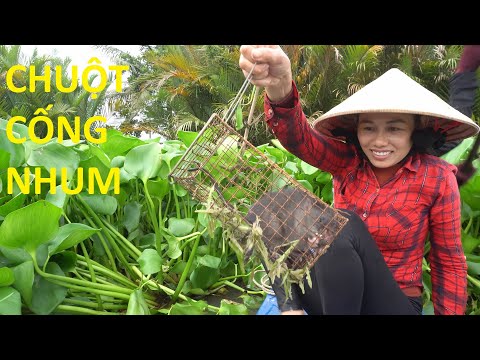 Video 443 / Bẫy Chuột Trên Lục Bình Về Nướng Lu - youtube