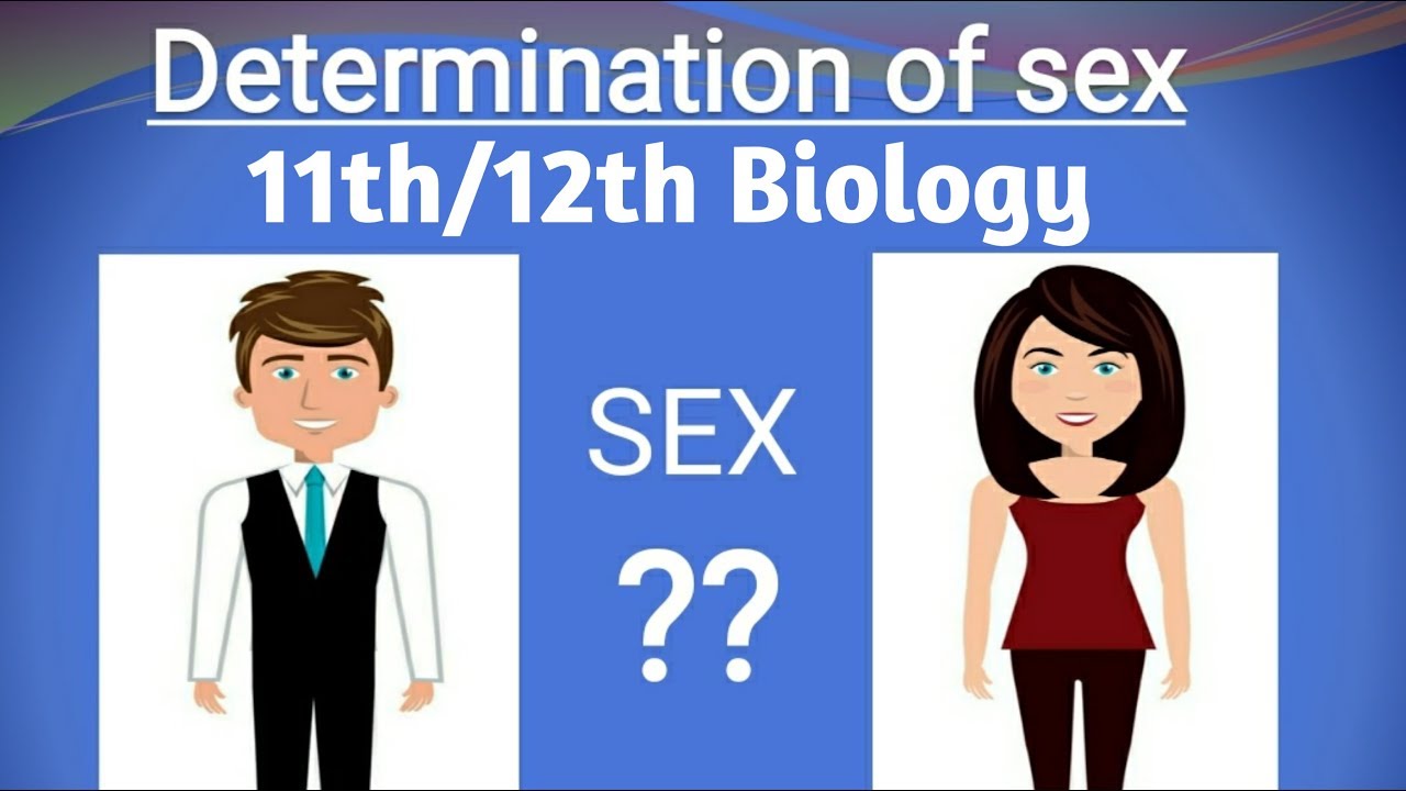 Human Reproduction System Class 12th Biology How Sex Is Determined In Human Beings Youtube 