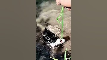 Cá lóc bông hung dữ cỡ này thì thôi chớ #caucaloc #câulure #binhthuanlure