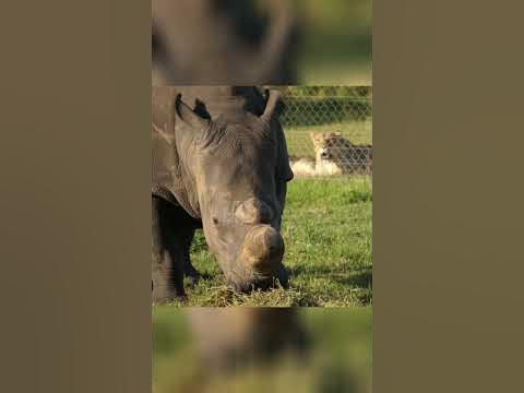 Rhino vs Lions, who would win that fight? #video #shorts - YouTube