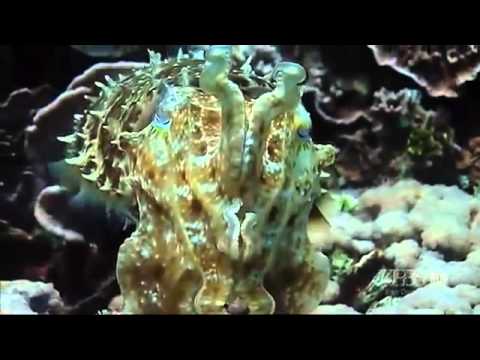 the cuttlefish kings of