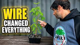 I Wired My Dawn Redwood Bonsai  Everything Changed! Part 2