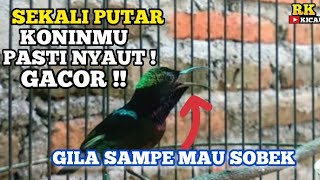 Download Lagu KOLIBRI NINJA GACOR FULL TEMBAKAN SULTAN - SAMBUNG BESETAN KASAR❗Cocok utk pancingan\u0026masteran konin MP3