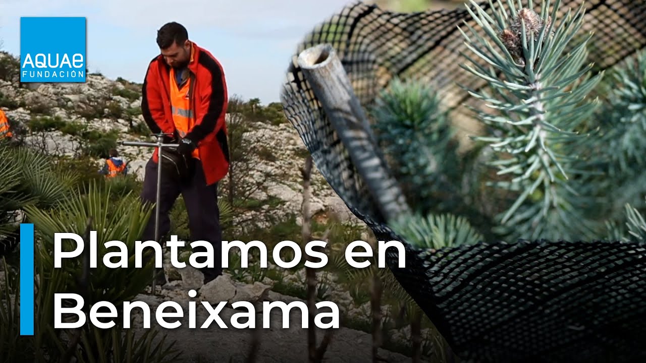 🌲🌳Repoblamos con 800 árboles en Alicante🌳🌲 | Sembrando Oxígeno