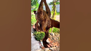 Gà nồi nấu giả cầy miền tây siêu ngon 😋 #food