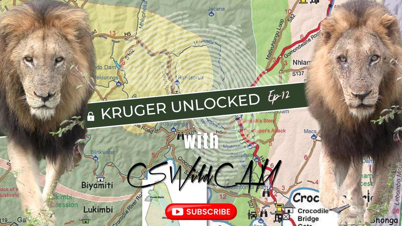 Gomondwane Male LIONS Blondie | SPLIT NOSE and their HP Pride With CUBS Moves Together