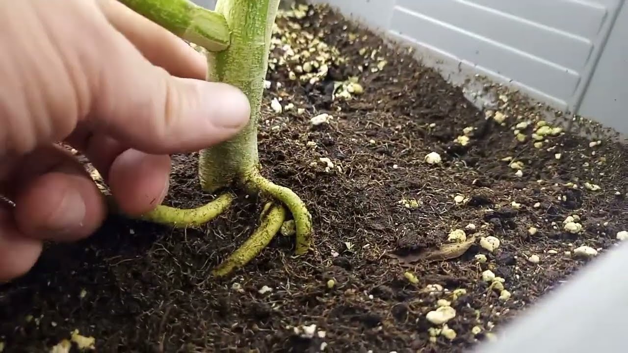 RS11 ,Rainbow Belts, Permanent Marker/Homegrow /Indoor /Biobizz Light Mix/Homebox Ambient/Marshydro