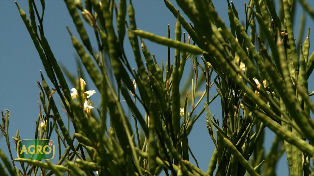 Cultivo de servicio con renta, la Carinata busca las 80 mil hectáreas en 2024 (#1074 2024-03-09)