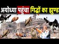 अयोध्या पंहुचा गिद्धों का झुंड, अचानक हिली पूरी दुनिया | Group Of Vulture In Ayodhya