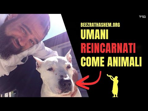 Reincarnazione ebraica: le persone rinascano animali?