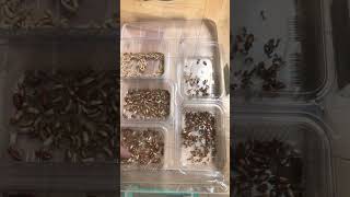 Un Kurdu Pupa Kabı Temizliği 2511