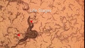 Biotech 1 C. Elegans Lab Video Report
