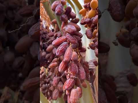 تمر صفري بيشه