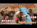パンチくん 日記【2026年4月21日】市川市動植物園 Punch the monkey