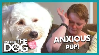 Cancer Survivors Puppy Has Extreme Separation Anxiety Its Me Or The Dog