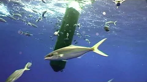 The Truth About FADs (Fish Aggregating Devices) - DayDayNews