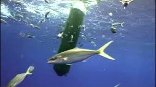 The Truth About FADs (Fish Aggregating Devices)