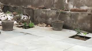 Boxer (Shariff) German Shepard playing together by Charan Singh Rathore  167 views 3 years ago 29 seconds