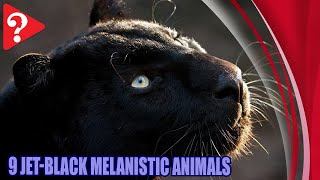 9 Jet Black Melanistic Animals