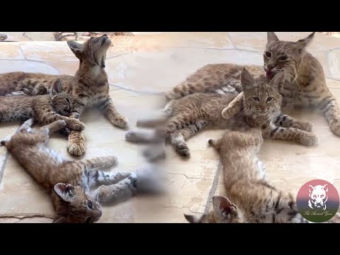 Mama Lynx Brings