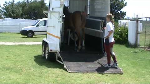 Clicker training Arabian yearling, trailer loading