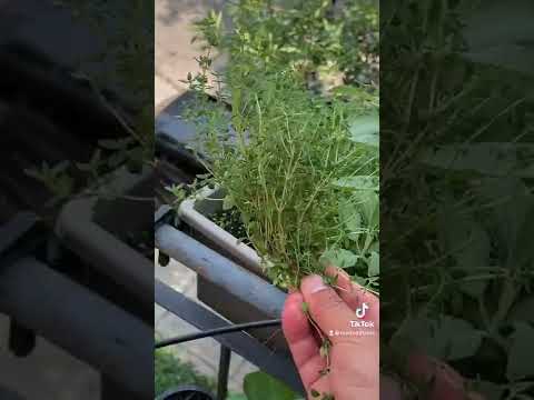 Harvesting and drying