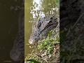 ঘুম থেকে উঠে দেখি বাড়ি পাশে পুকুরে কুমির 😱🐊 #automobile #lightningstrike #farming