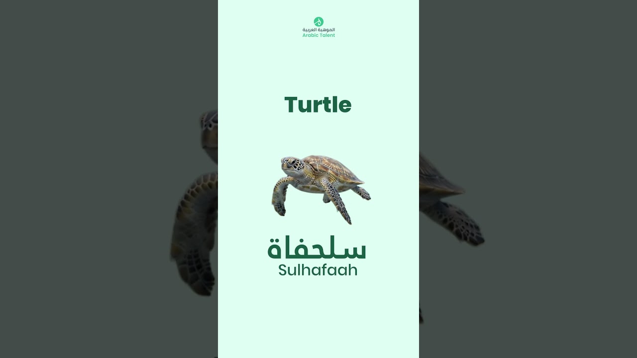 Learn marine animal names in Arabic through Malayalam #arabicforbeginners #learnarab