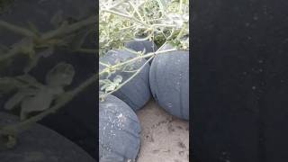Рост арбуза 🌱💦🍉 #farming