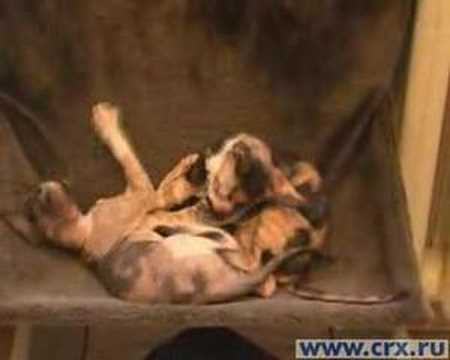 Watch the video about Cornish Rex kittens fighting