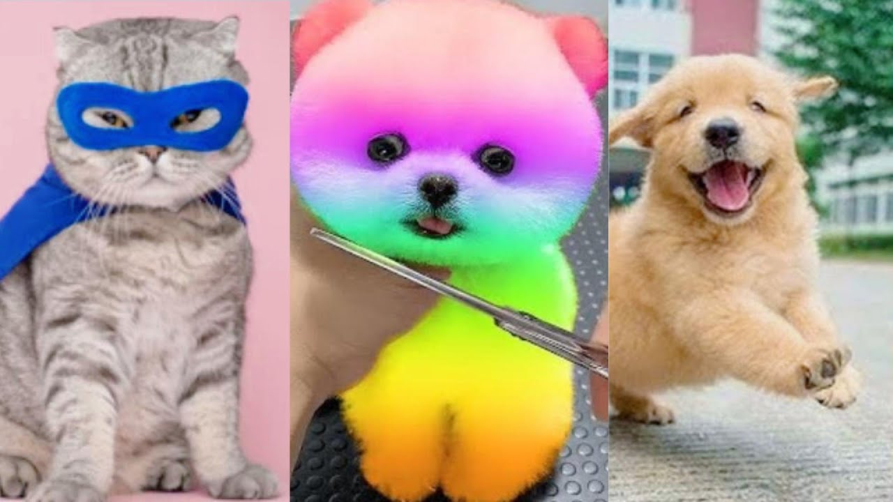 ⚠️Top Funniest Furry Friend Moments😆😺🐶2024's Hilarious Dog & Cat Video