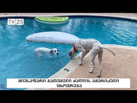 მიუსაფარი ბათუმელი ძაღლის ამერიკული ცხოვრება