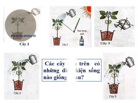 Khối 4 tuần 29 Khoa học Thực vật cần gì để sống