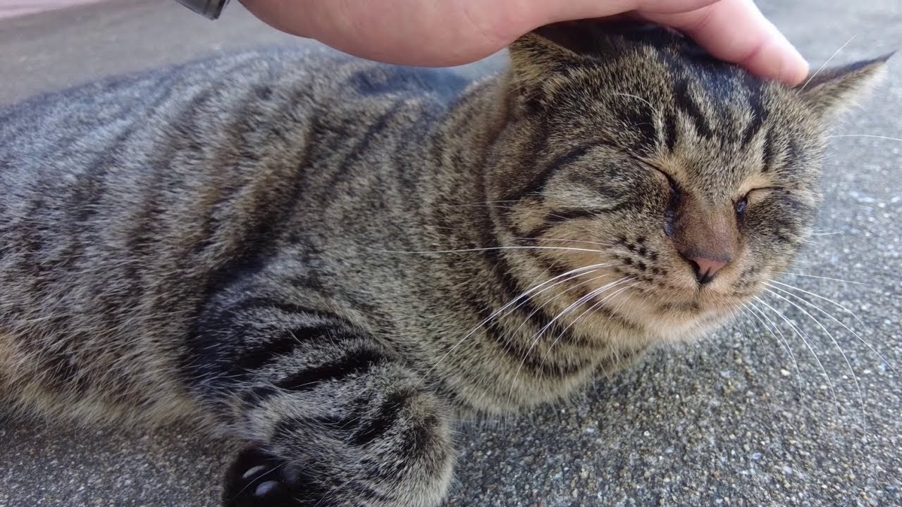 Do cats realize how much happiness they bring to us? - YouTube
