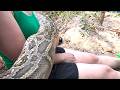 Girl Attacked by Giant Python While Collecting Eggs – Hunters Rush In for Dramatic Rescue